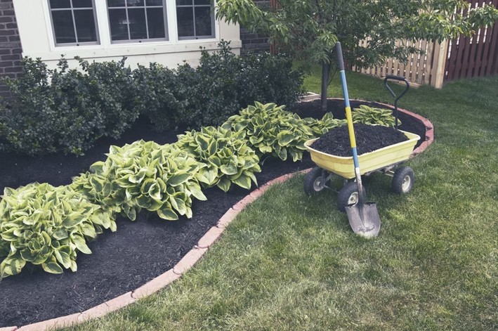 Mulched bed of hostas along a home foundation — a classic Zone 5b planting