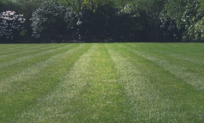 Freshly mowed lawn with clean striped pattern